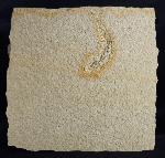 Leptolepides sprattiformis (BLAINVILLE 1818) - Bild © FossNet FossilienStore